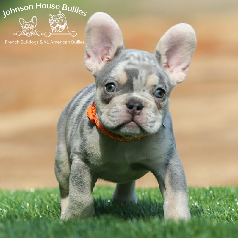 Are you looking for a blue and tan merle french bulldog puppy for sale. Try Johnson House Bullies and Johnson house French Bulldogs in TN.