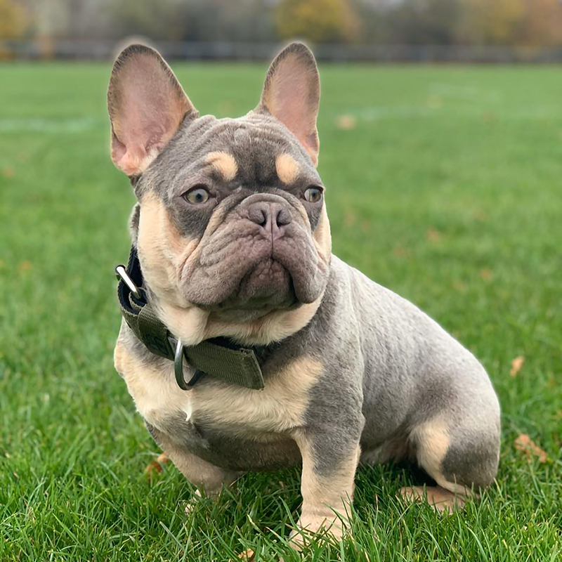Ash Marley's Homie (UK) lilac and tan French Bulldog from United Kingdom