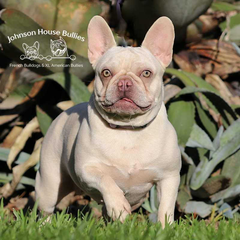 Brie McCheesy is a platinum frenchie (UK) Daughter of The Emperor