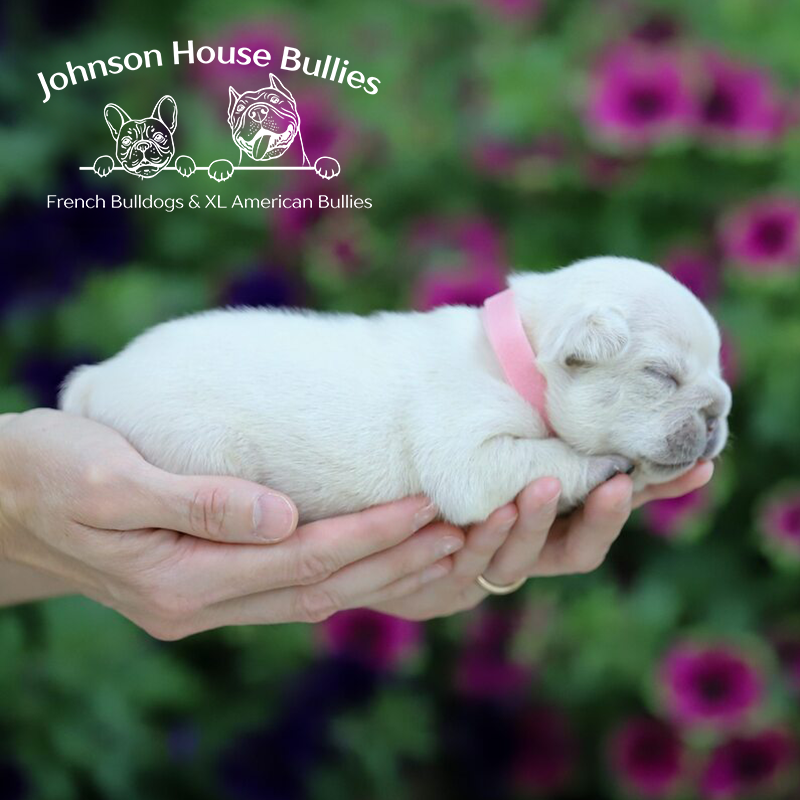 Look at this beautiful platinum frenchie puppy that is for sale in tennessee. Produced by Johnson House.