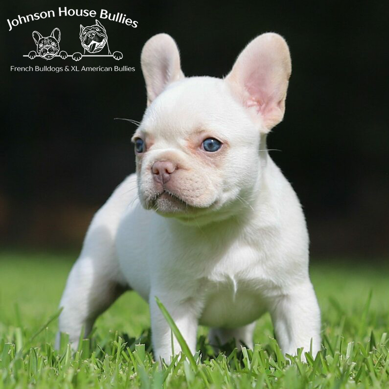 Looking for a platinum french bulldog breeder near me. i am located in tn.
