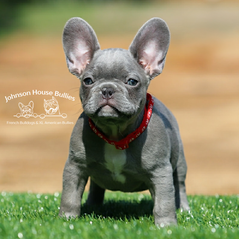 Mr wednesday is a blue french bulldog puppy who is for sale. He is locqted close to geaorgia.