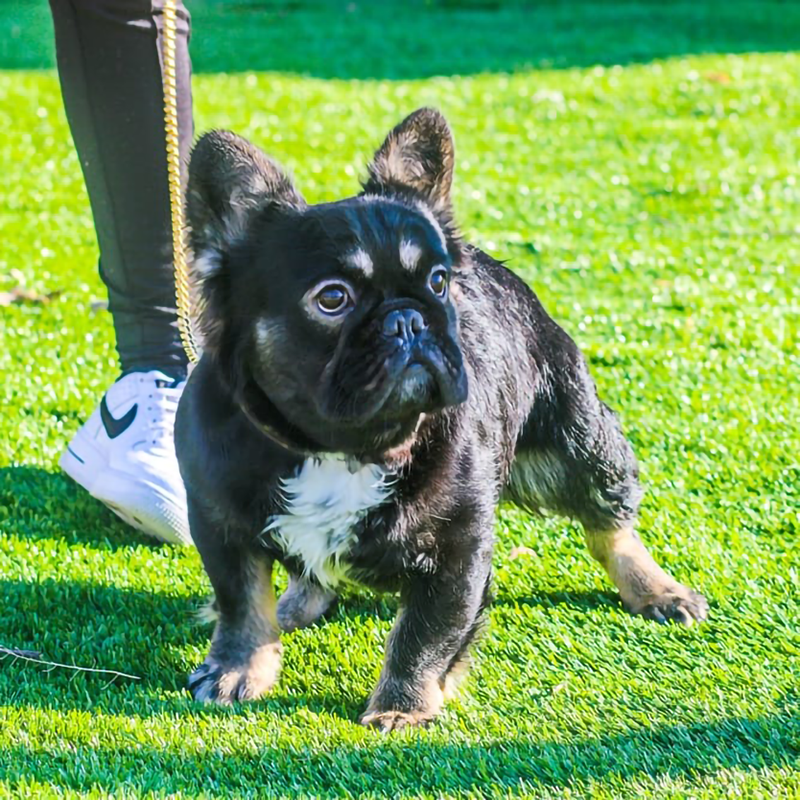 Mr. Bentley of Rob's Adorabulls black and tan fluffy frenchie