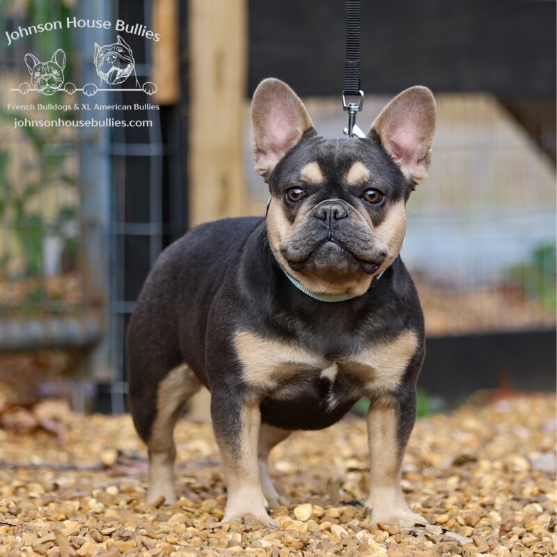 blue and tan female frenchie