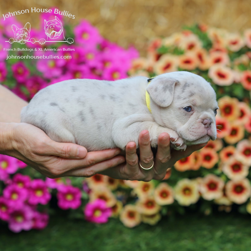 Take a look at this beautiful platinum merle frenchie puppy for sale from Johnson House Frenchies