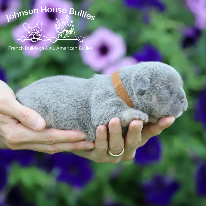 This Frenchie puppy is for sale. It is a lilac tri (lilac and tan) French Bulldog puppy being held with flowers in the background.