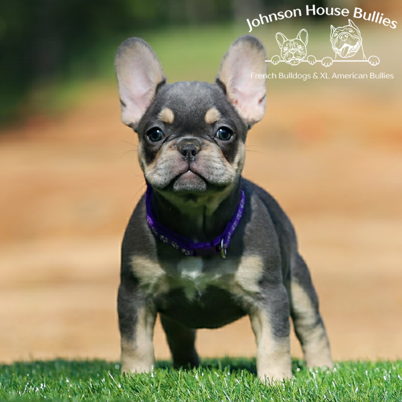 This adorable blue and tan french bulldog for sale was produced at JHB in TN