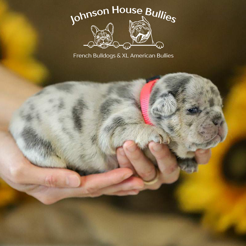 This beautiful lilac merle frenchie puppies for sale is located near tn and near georgia