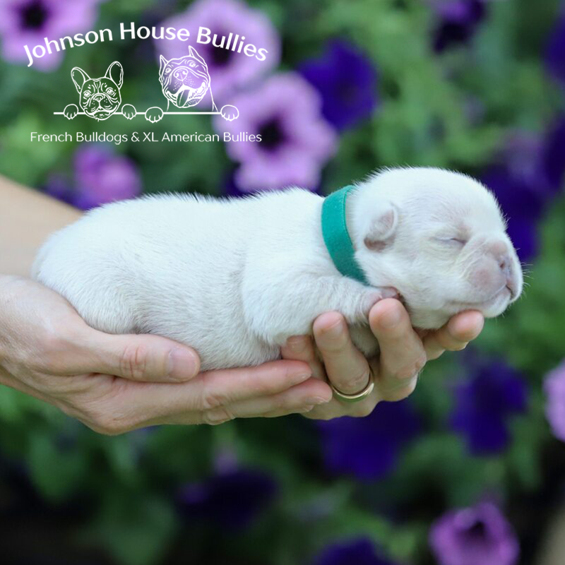 This beutiful Frenchie puppy is a platinum, meaning she is blue and tan but covered with a cream color