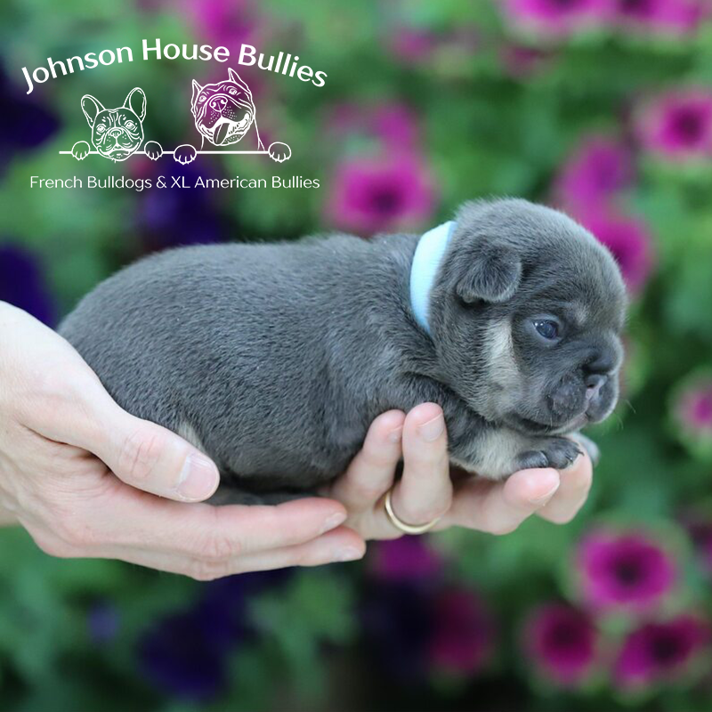 This blue and tan frenchie puppy is for sale at Johnson House Frenchies. Please contact this french bulldog breeder for inquiries.