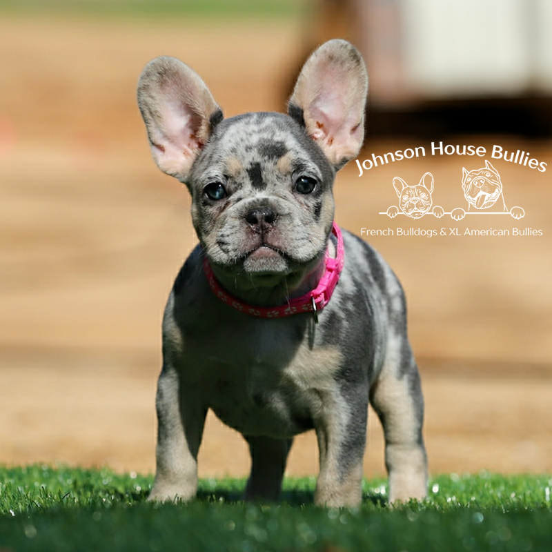 This blue tri merle (blue and tan merle) french bulldog for sale is just the cutest little thing. He can be shipped to georgia.