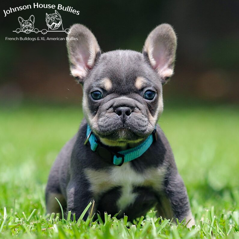This frenchie puppy is a black and tan (black tri) french bulldog puppy. Produced by a french bulldog breeder in tennessee