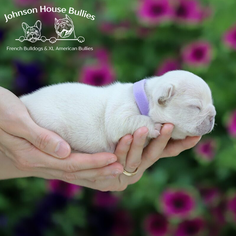 This is a gorgeous platinum french bulldog puppy. You can see the beautiful coat color.