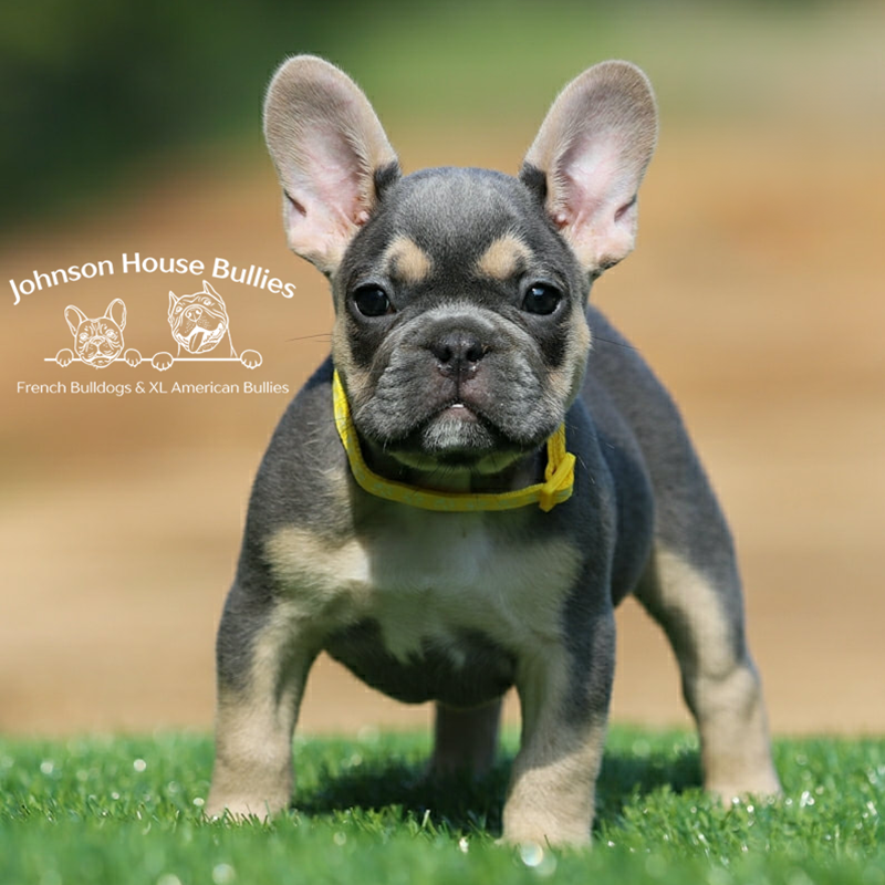 What a beautiful blue and tan (blue tri) frenchie from Johnson House French Bulldogs of Tennessee.