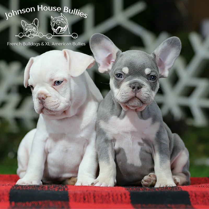 a platinum french bulldog puppy and a lilac tri french bulldog puppy looking so sweet