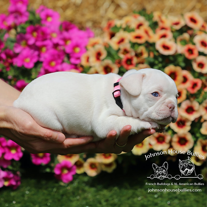 this amazing platinum french bulldog puppy for sale could be yours. please contact us if you are interested.