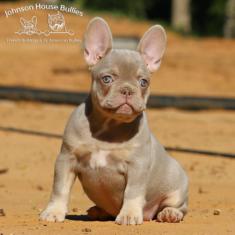 this champagne french bulldog puppy is just amazing. she is available in tennessee. she is so cute.