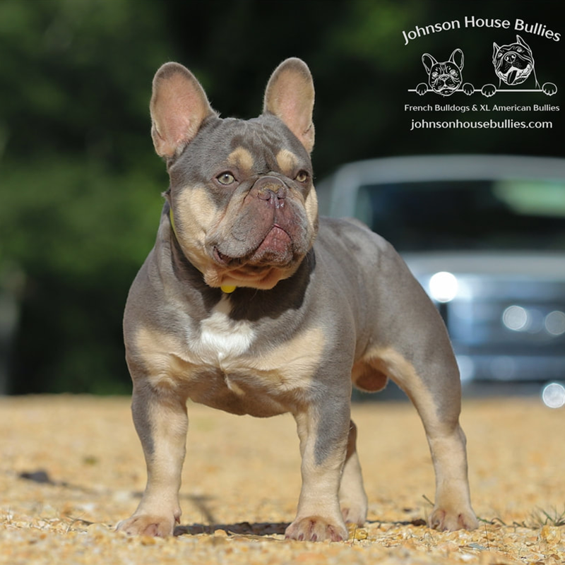 this is a blue and tan (blue tri) french bulldog male. He is very pretty, and stands with a regal expression.
