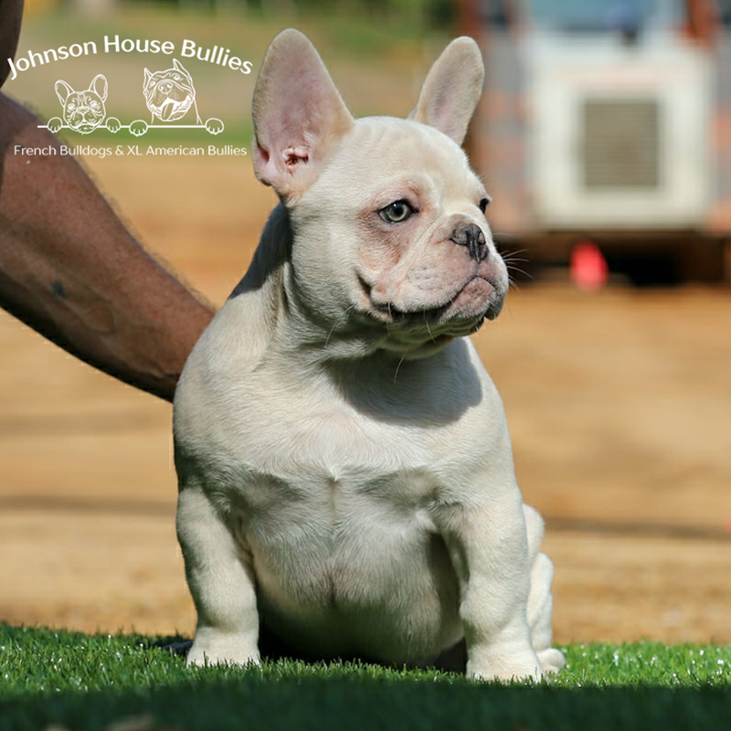 this is a cream frenchie bulldog who is owned by Johnson House Bullies who are french bulldog breeders in TN