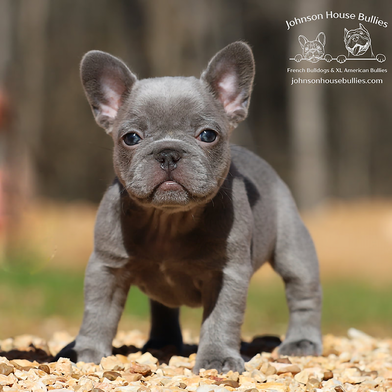 you just can't go wrong with a blue frenchie puppy. as breeders we can't keep them all.