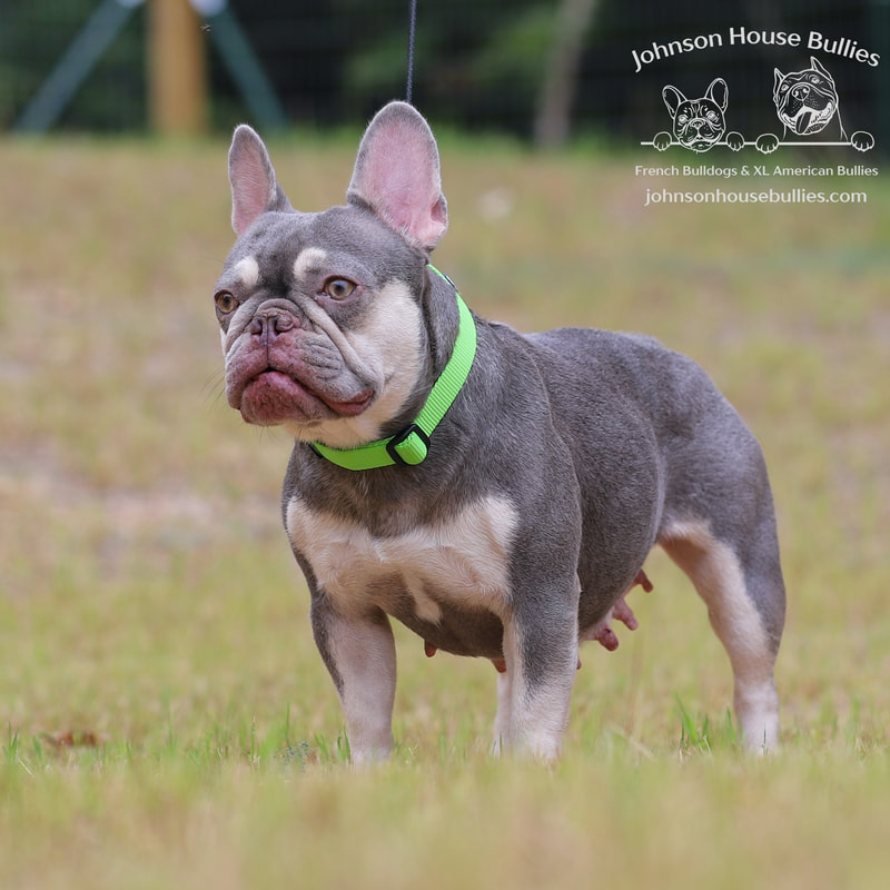 Johnson House Pickles is a beautiful and very tiny Lilac and Tan frenchie female who is the daughter of Homie.
