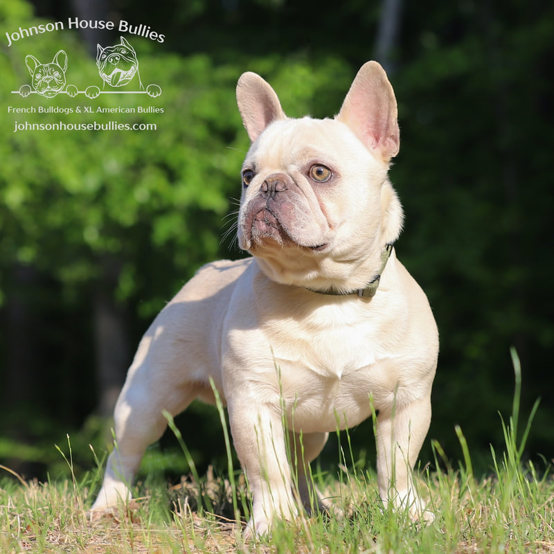 Mr. Magoo is a Blue & Tan Covered in Cream French Bulldog stud. He carries testable chocolate and the fluffy frenchie gene.