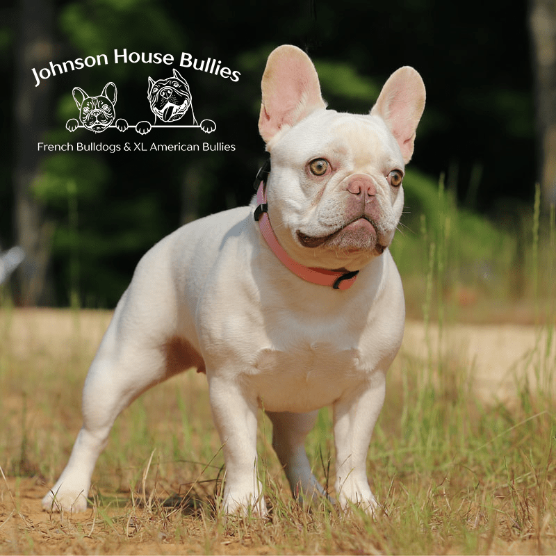 Phoebe is a lilac and tan platinum french bulldog. she is stunning and we are happy to have her.