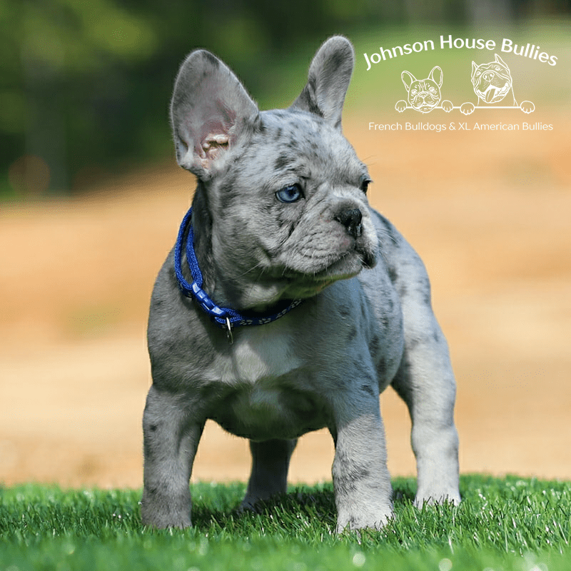 blue merle frenchie puppies for sale in georgia