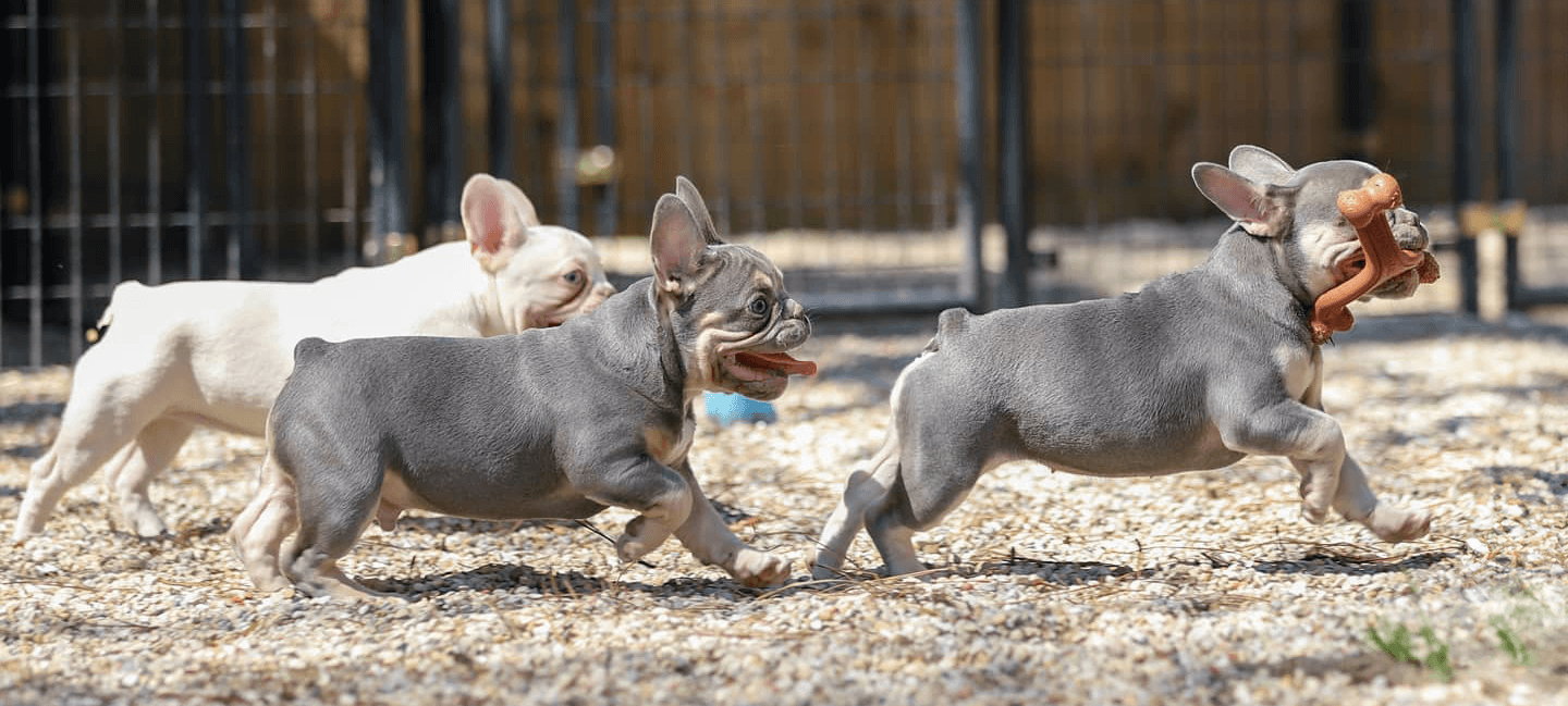 french bulldog puppy care guidelines for your new puppy