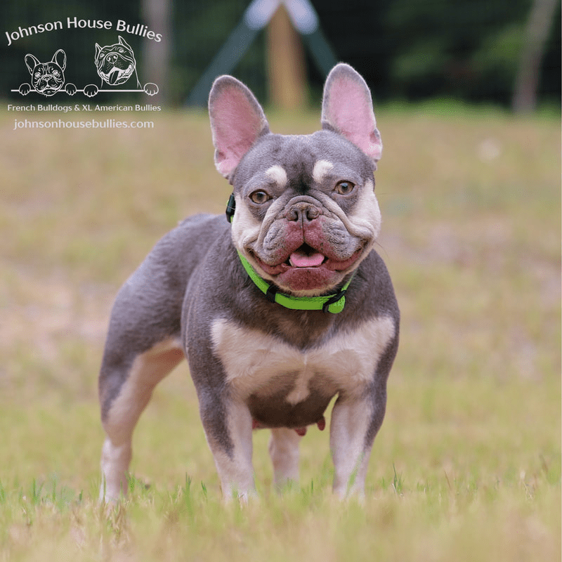 this beautiful frenchie female is pickles who is a lilac & tan frenchie from JHB