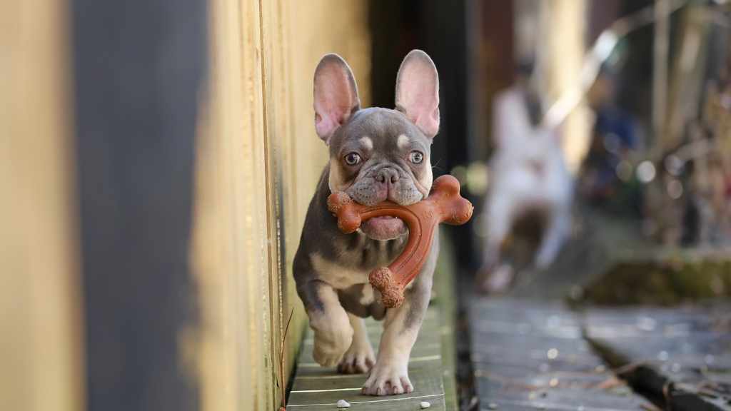 Read more about the article Playtime for Your Frenchie: Our Top Picks for Dog Toys