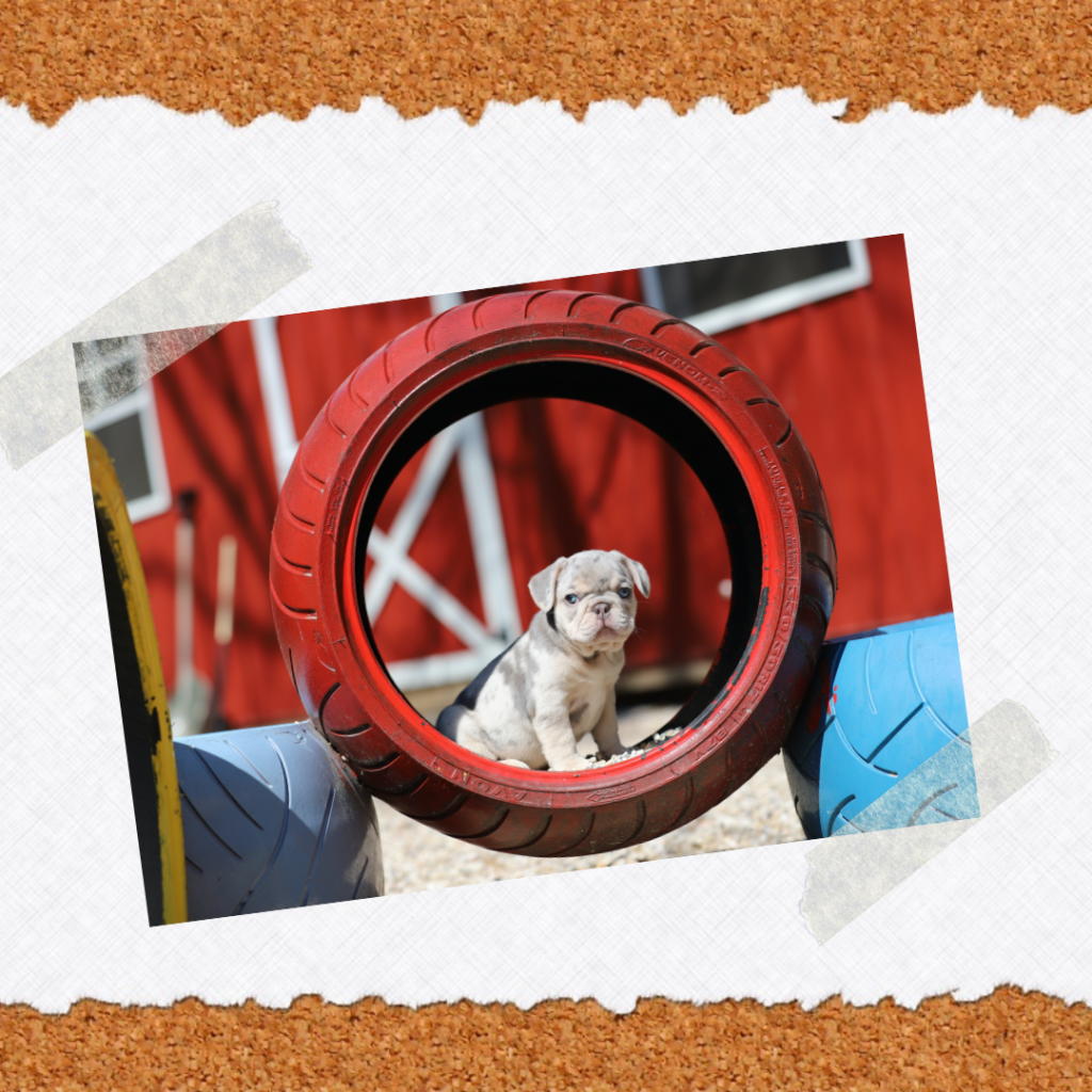 merle French Bulldog puppy sitting in red tire in front of red barn, for our frenchie blog