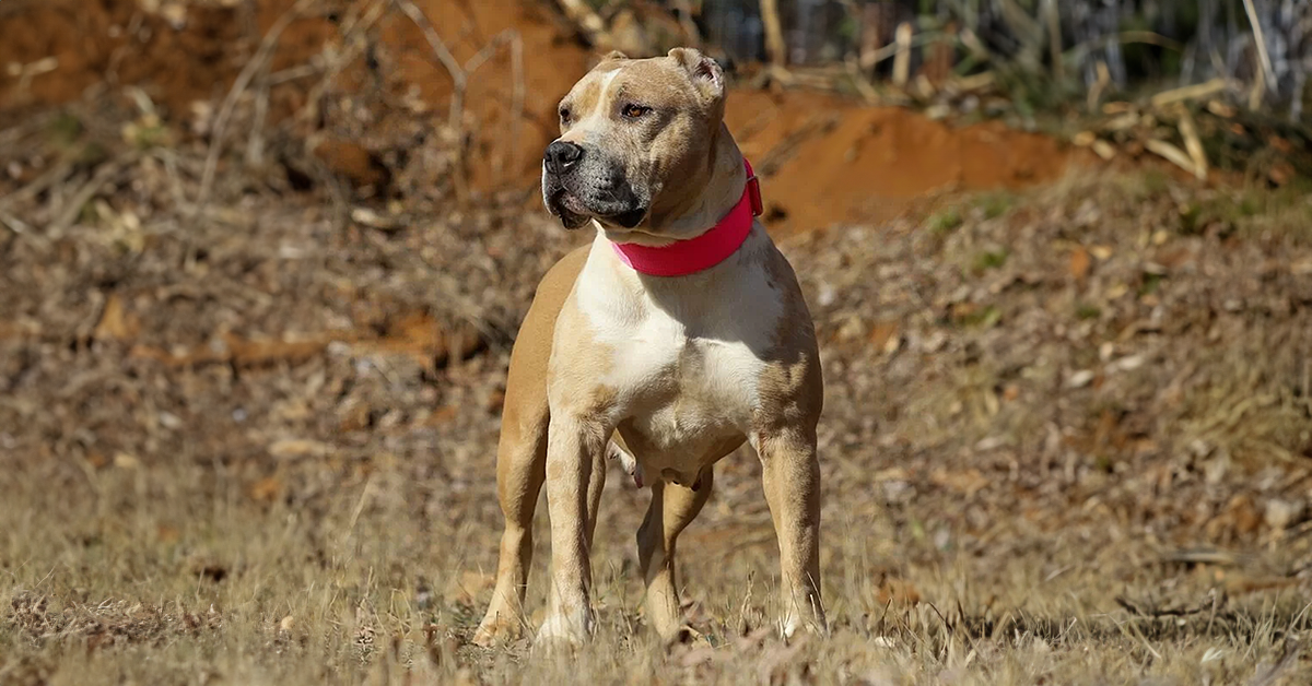 Johnson house bullies nya is an merle xl american bully for sale for a pet home only