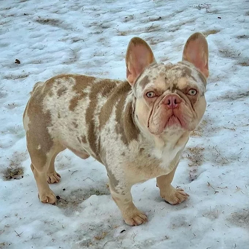 Bubbles is an isabella merle french bulldog stud used at johnson house frenchies