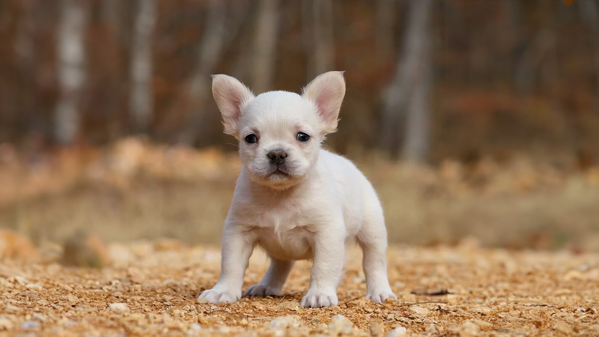 fluffy french bulldog puppies for sale near me tennessee, fluffy frenchie breeders