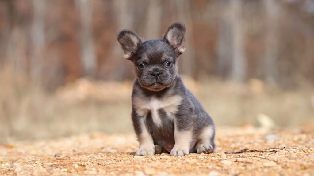 Read more about the article The Origins of Fluffy French Bulldogs