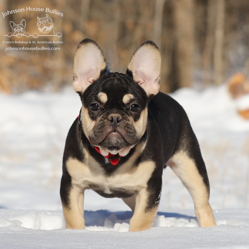 camacho is a tiny French bulldog puppy for sale near me