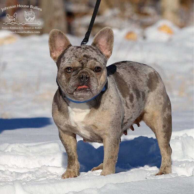 merl French bulldogs for sale Louisiana