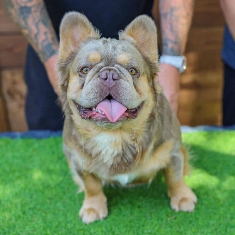 fluffy frenchies for sale near me oklahoma