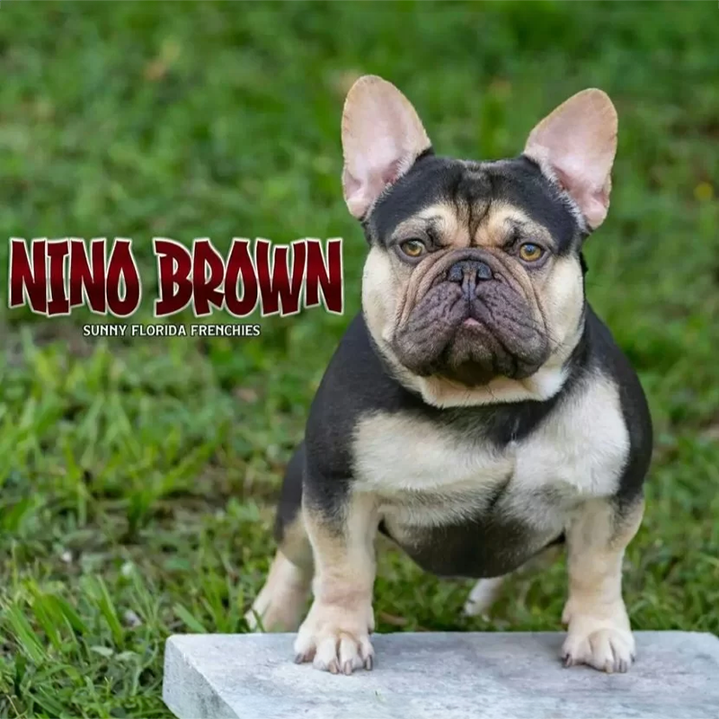 sunny florida frenchies nino brown chocolate and tan french bulldog puppies for sale TN