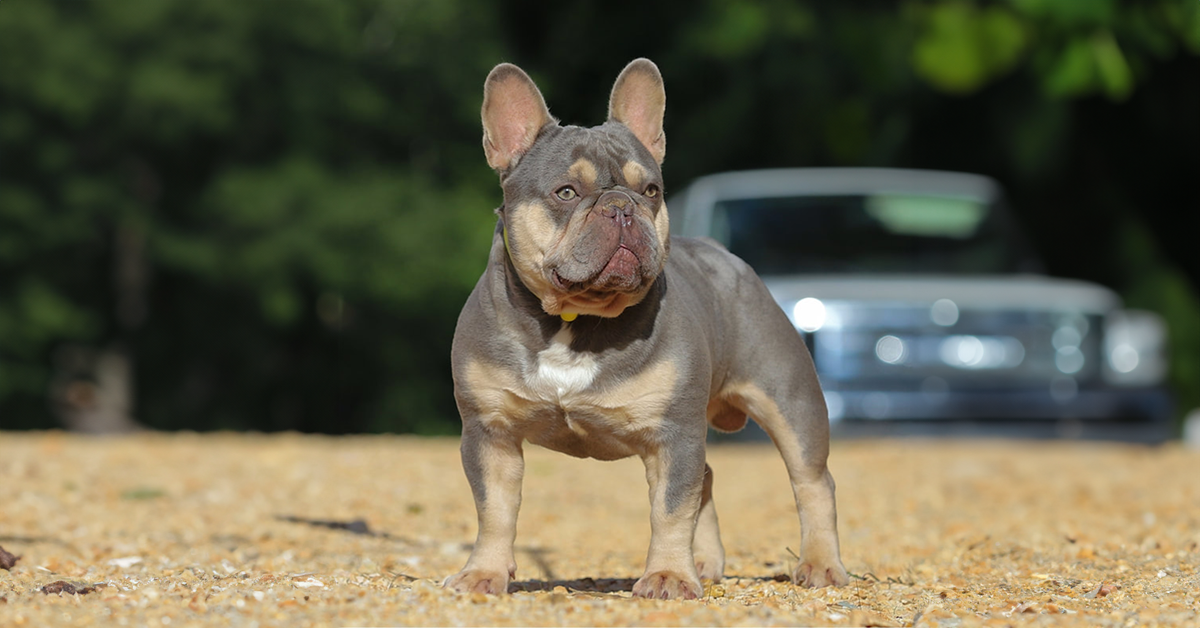 BB is a lilac and tan quad carrier also referred to as a lialc tri frenchie. he is one of our studs at johnson house bullies in TN
