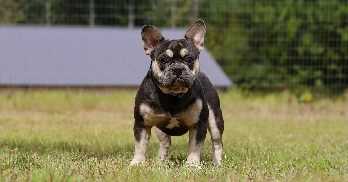 Mr. Business is a Blue and Tan French Bulldog Stud here at Johnson House Bullies. His color is also sometimes referred to as a Blue Tri Frenchie located in TN