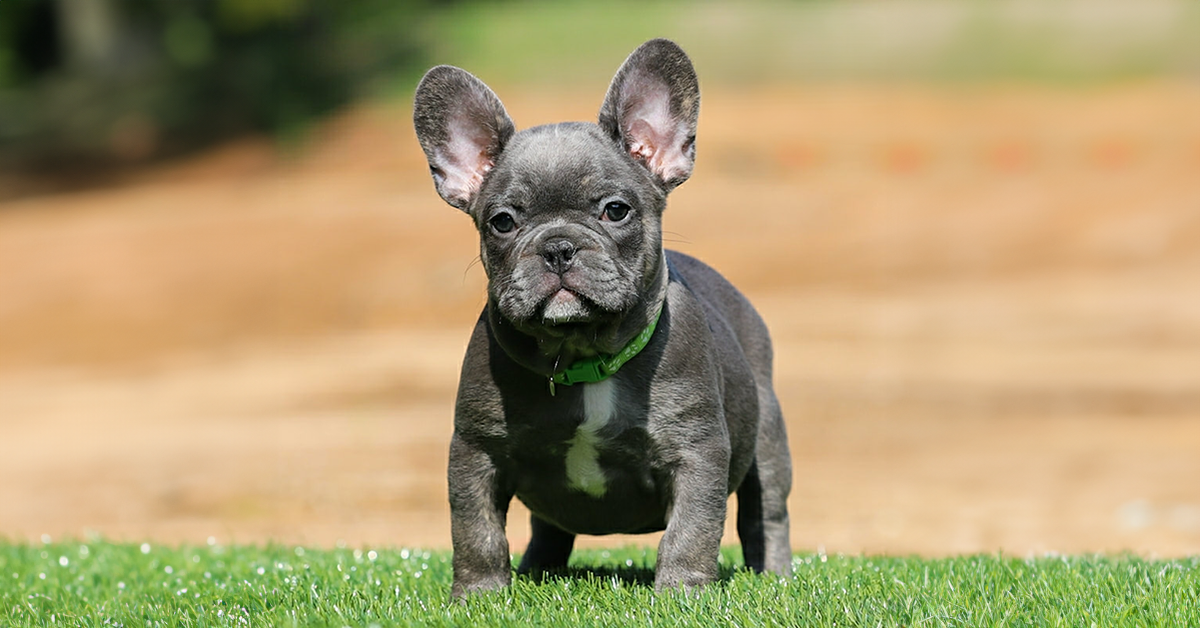 blue french bulldog puppies for sale from a tennessee french bulldog breeder who you can trust blue frenchies