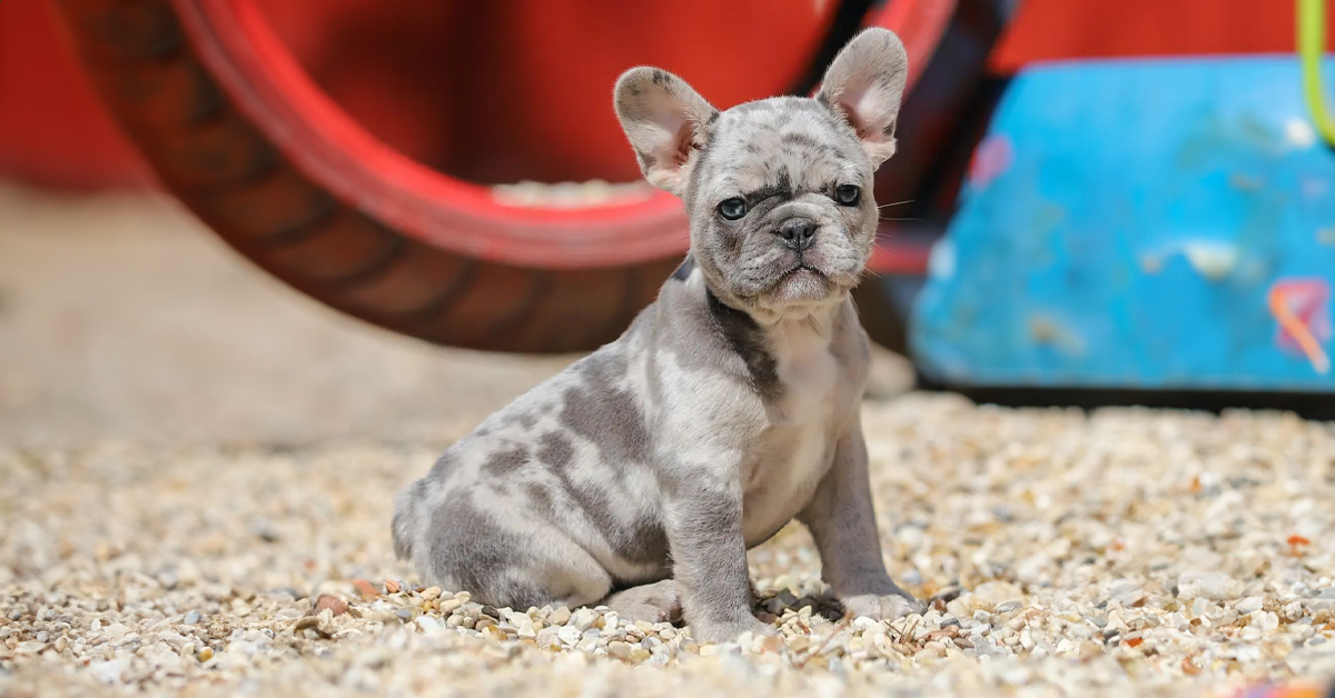 blue merle frenchie puppies for sale near me in Tennessee. Blue merle french bulldogs for sale.