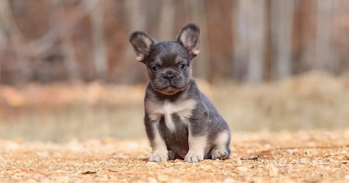 fluffy french bulldogs for sale near me in TN. Tennessee fluffy frenchies for sale.