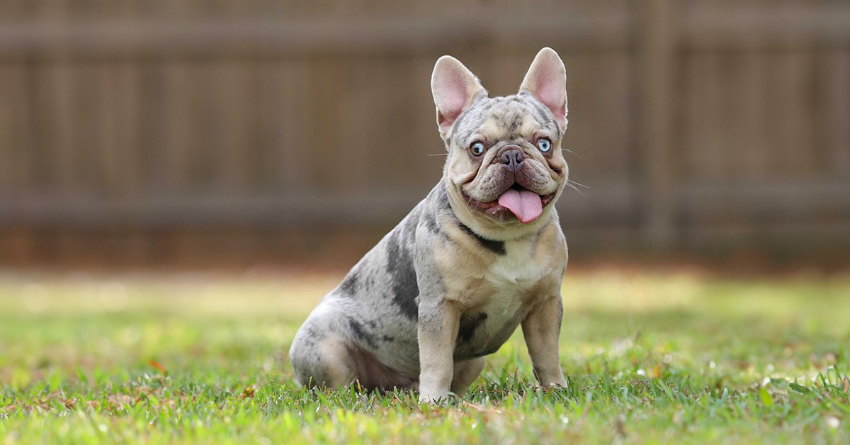 lilac and tan merle french bulldog puppies for sale near me TN. Lilac and tan merle frenchies for sale.