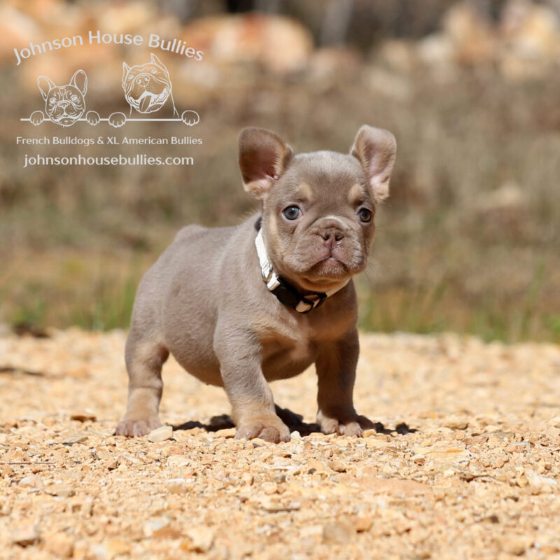 Isabella and Tan French Bulldog for sale near Fort Worth texas