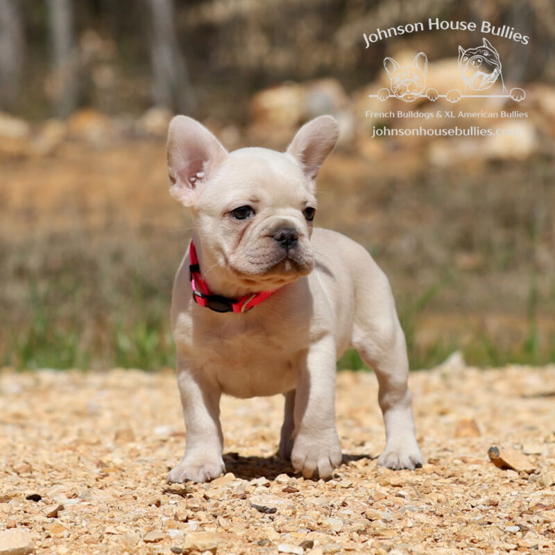 Cream Frenchie puppy for sale near Jackson Mississippi