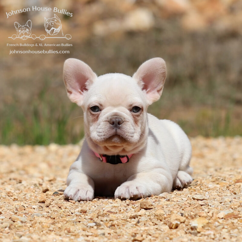 Platinum French bulldog puppy for sale near Memphis Tennessee