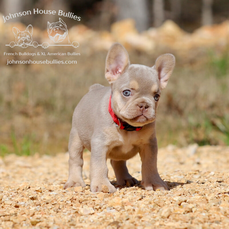 new shade Isabella and tan frenchie for sale near Nashville Tennessee